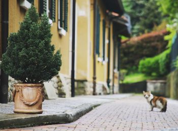 View of a cat on footpath