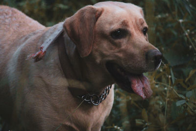 Close-up of dog looking away