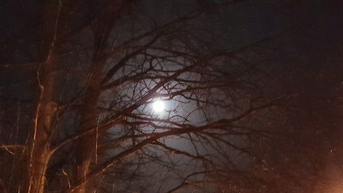 Low angle view of bare tree against moon at night