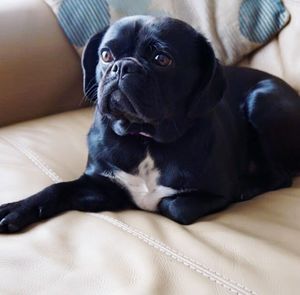 Close-up of black pugalier relaxing on sofa at home