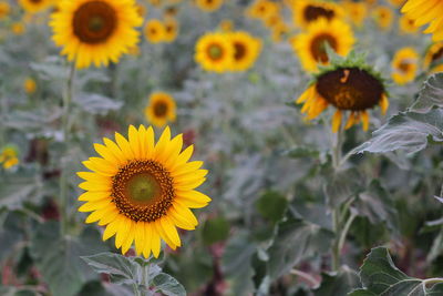 Close-up of sunflower