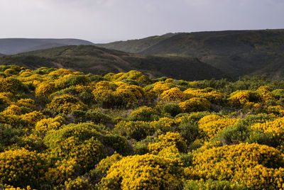 Scenic view of yellow flowering plants and mountains against sky