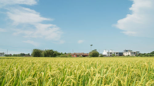 Scenic view of field against sky