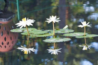 Lotus floating on water in lake