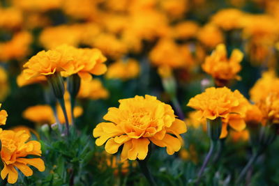 Close-up of yellow marigold flowers