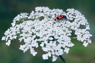 Close-up of ladybug on flower