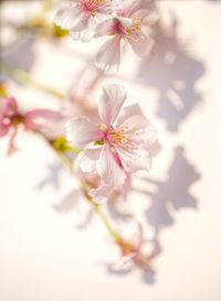 Close-up of pink flowers on branch