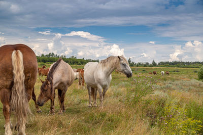 Horses heavyweights walking in nature