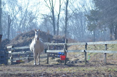 Horse and bare trees