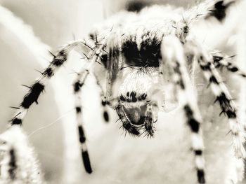 Close-up of spider on plant