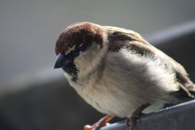 Close-up of sparrow