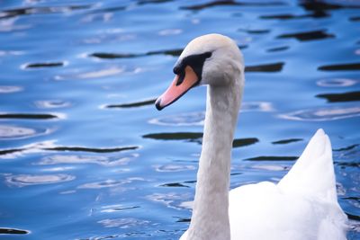 Swan swimming in lake