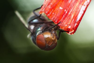 Close-up of insect on red leaf