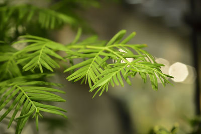 Close-up of fresh green leaves