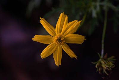 Close-up of yellow flower