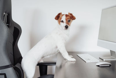 Portrait of cute jack russell dog working on computer at home office. pets indoors and technology