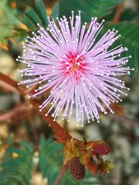 Close-up of pink flower