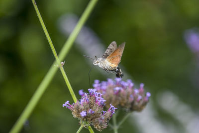 Close-up of butterfly pollinating on purple flower