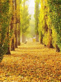 Autumn trees in park