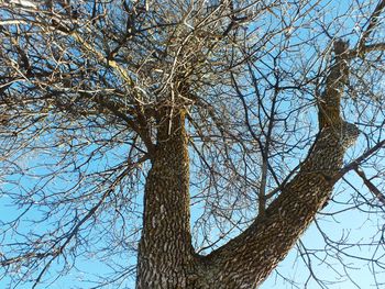 Low angle view of bare tree against sky