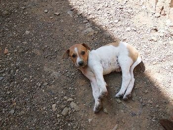 High angle portrait of dog relaxing on street in city