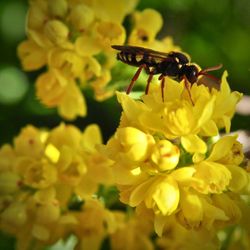 Close-up of insect on yellow flower