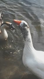 Birds in water