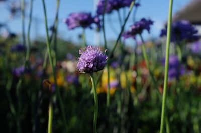 Close-up of purple flower blooming outdoors