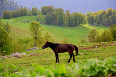 Horse grazing on field against trees