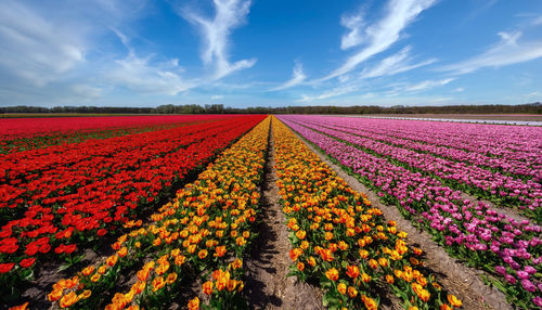 Scenic view of purple tulips on field against sky