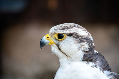 Close-up of a bird