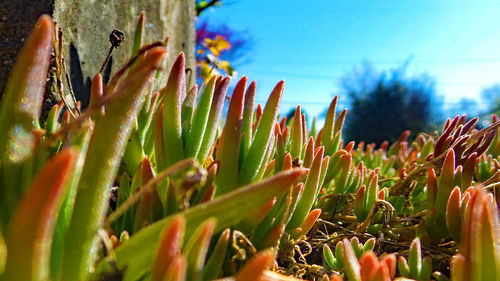 Close-up of plant against blurred background