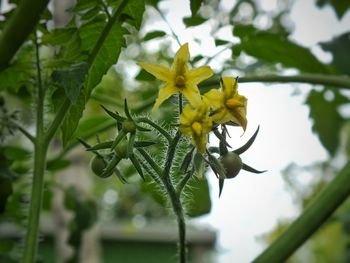 Close-up of plant growing on branch