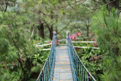 Footbridge amidst trees in forest