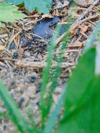 High angle view of crab on land