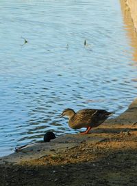 Mallard ducks swimming on lake