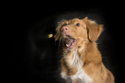 Dog looking away against black background