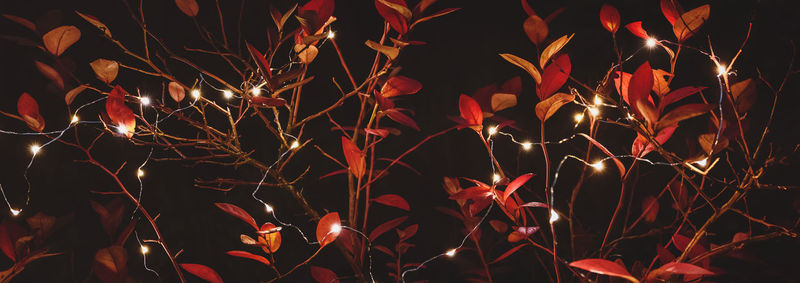 Close-up of illuminated christmas lights at night