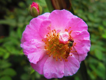 Close-up of pink flower