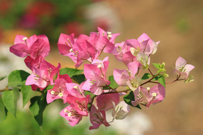 Close-up of pink flowering plant