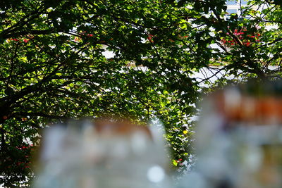 Close-up of plants