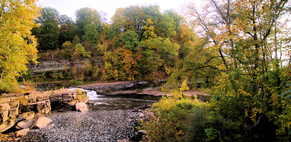 Plants and trees by lake in forest during autumn