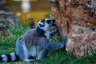 Close-up of a ring tail lemur
