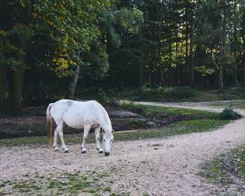 Horse standing in a field