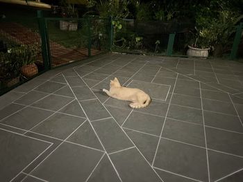 High angle view of a dog on floor