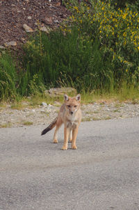 Portrait of cat walking on road