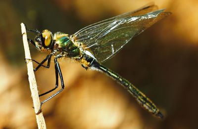 Close-up of insect