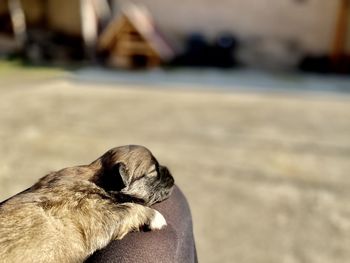 Close-up of a dog with person