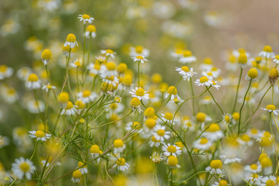 Close-up of yellow flowers blooming in field