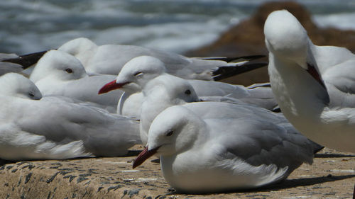 Close up of seagulls on the beach